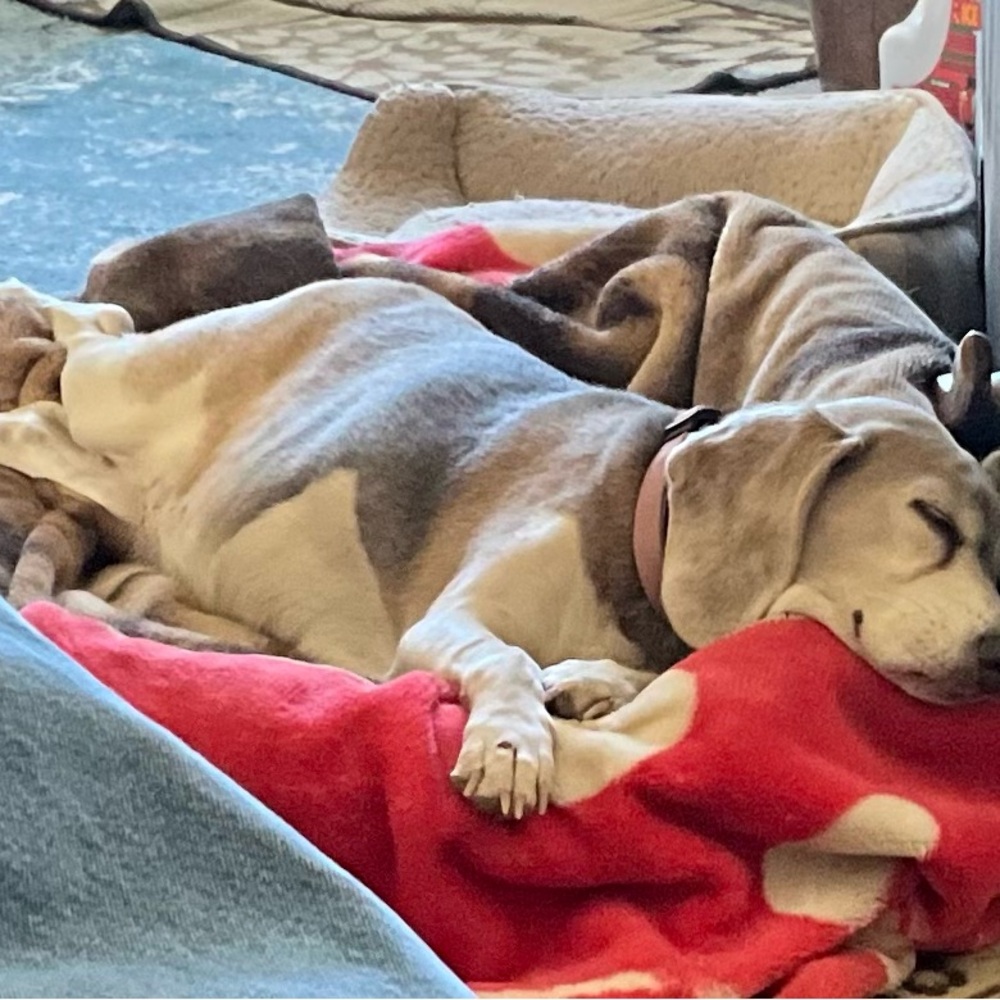 Mini and Charlie - Picture 10 of 10